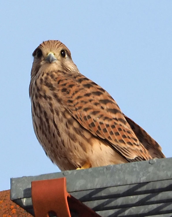 Turmfalke, Falco tinnunculus Weibchen